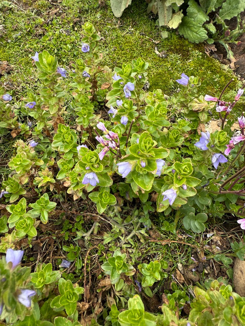 Veronica glandulosa photo 6