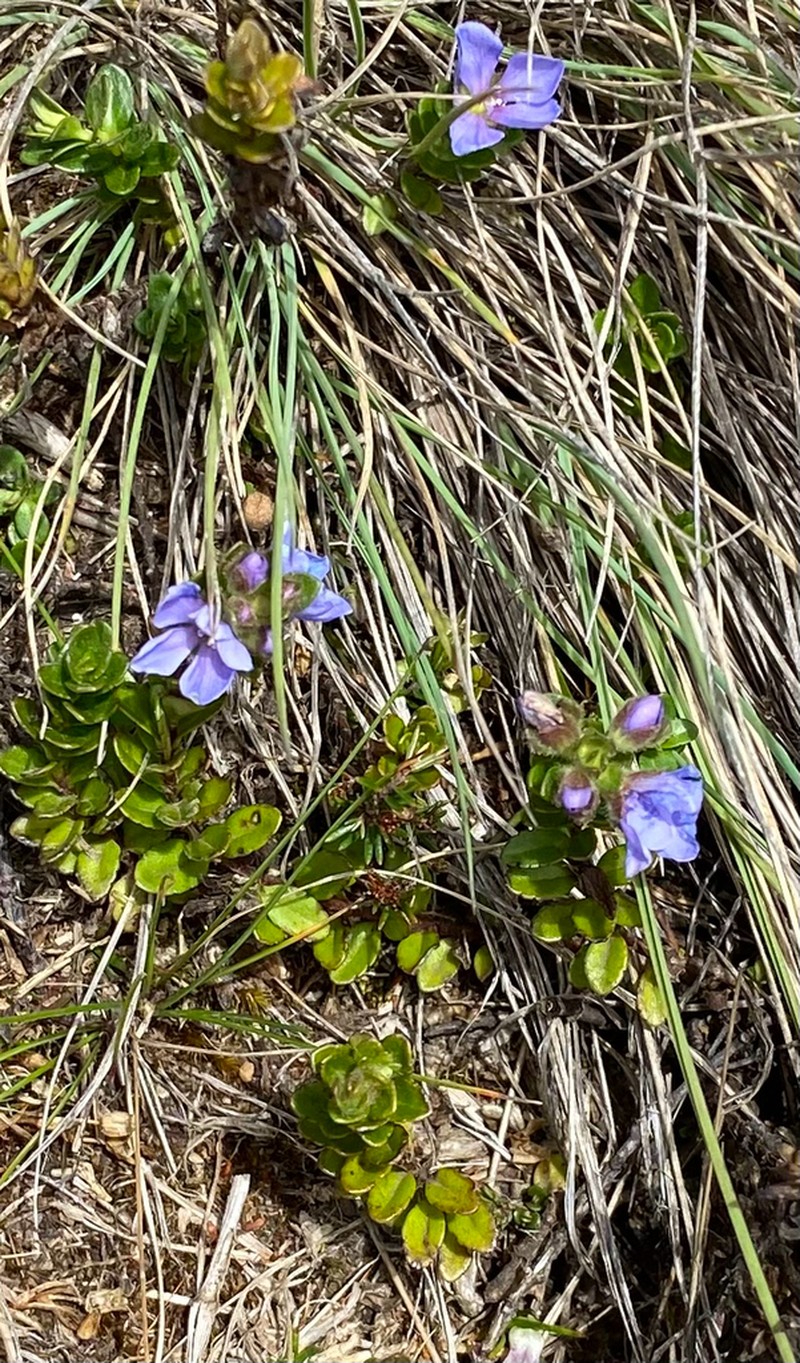 Veronica glandulosa photo 7