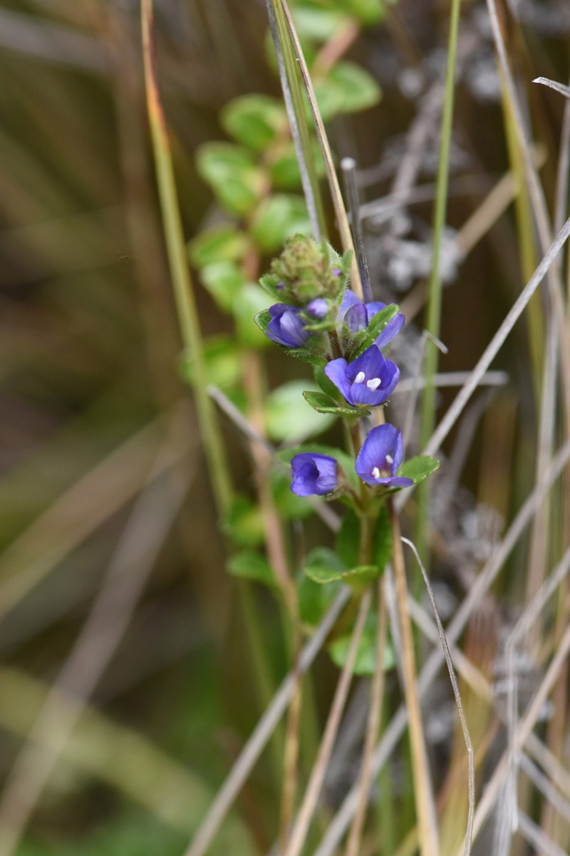 Veronica glandulosa photo 8