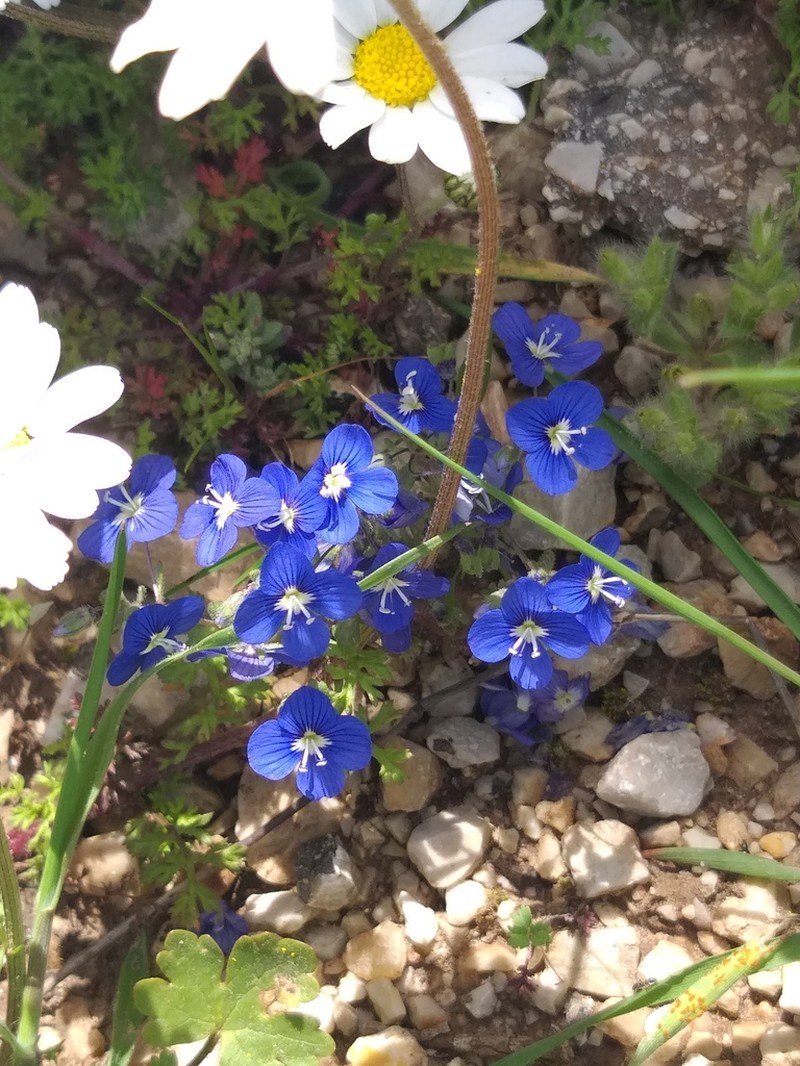 Veronica glauca photo 2