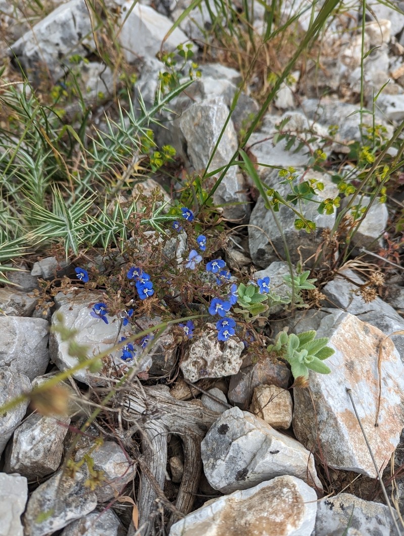 Veronica glauca photo 3