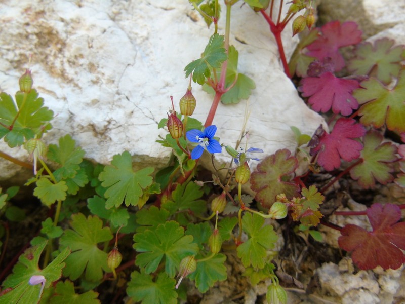 Veronica glauca photo 4