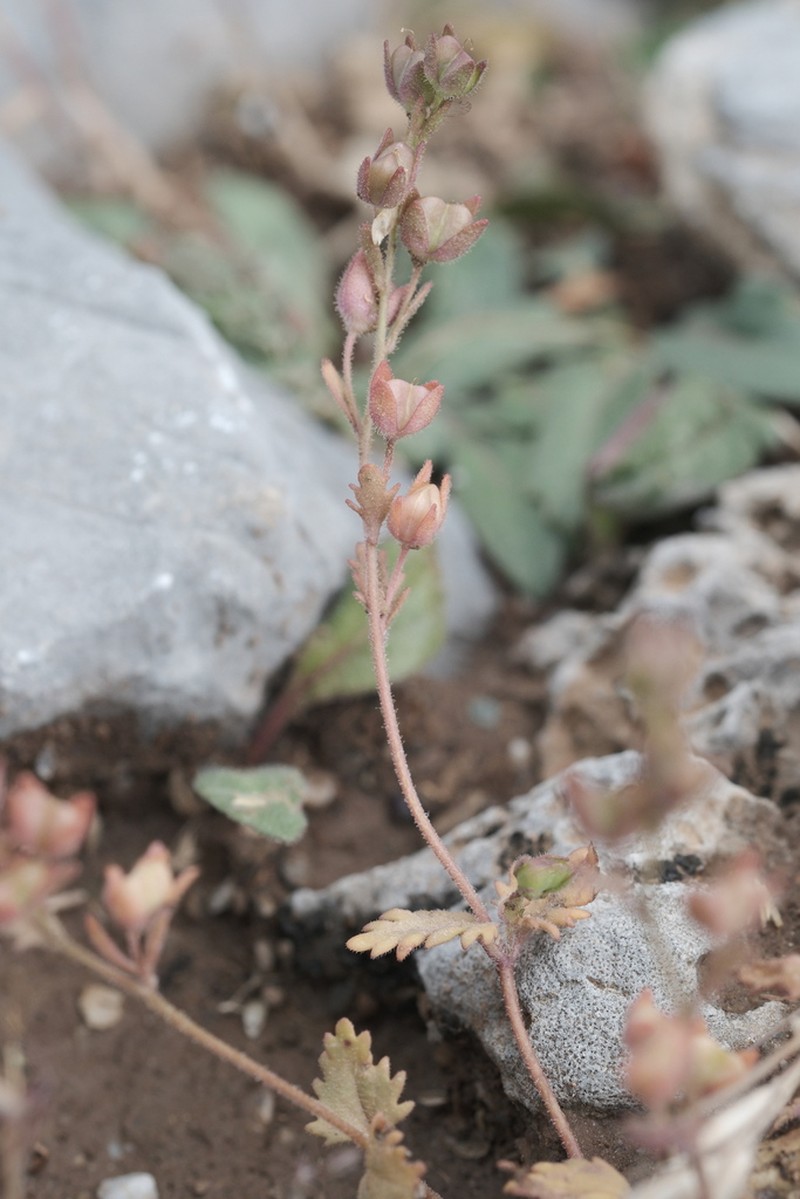 Veronica glauca photo 5