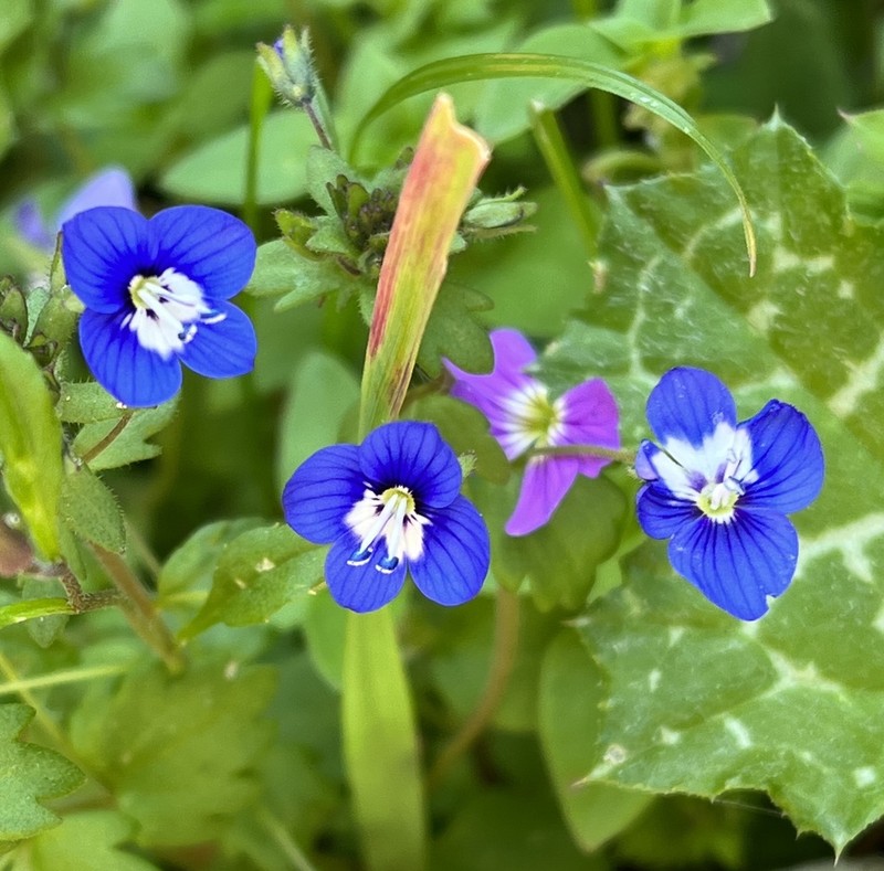 Veronica glauca photo 6