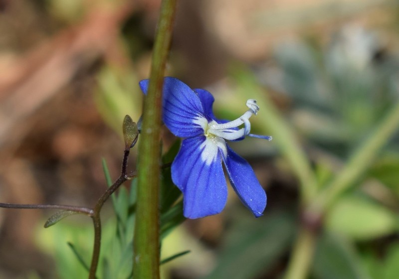 Veronica glauca photo 7