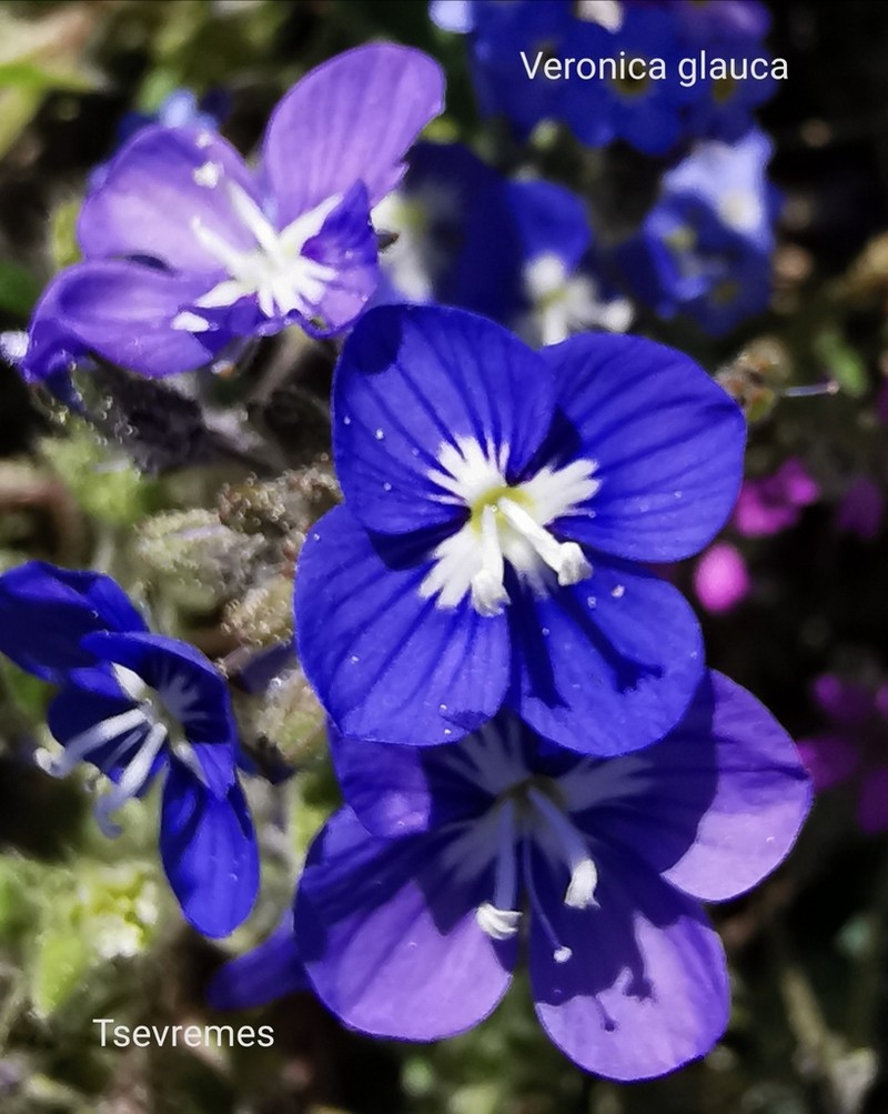 Veronica glauca photo 8