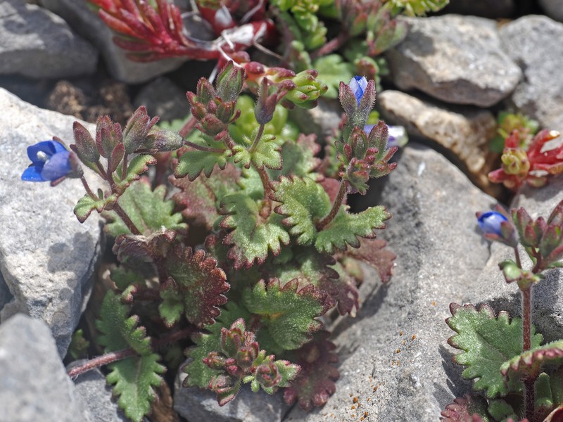 Veronica glauca subsp. kavusica