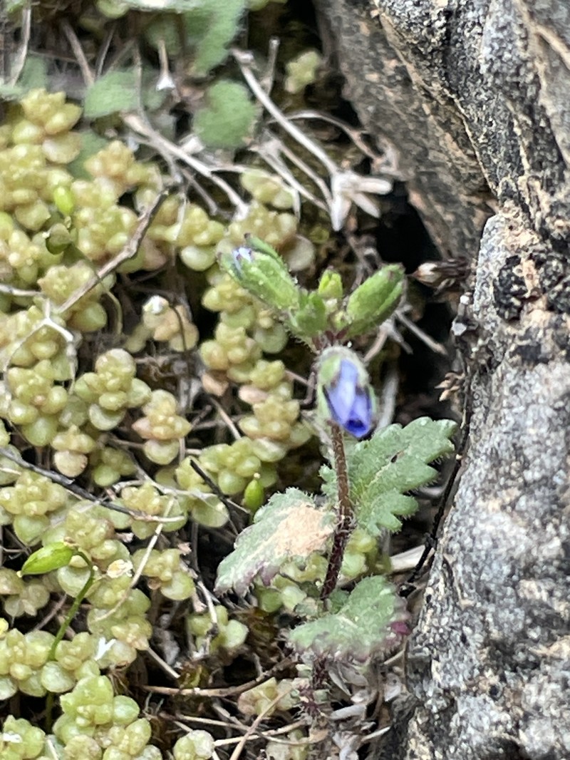 Veronica glauca subsp. kavusica photo 2