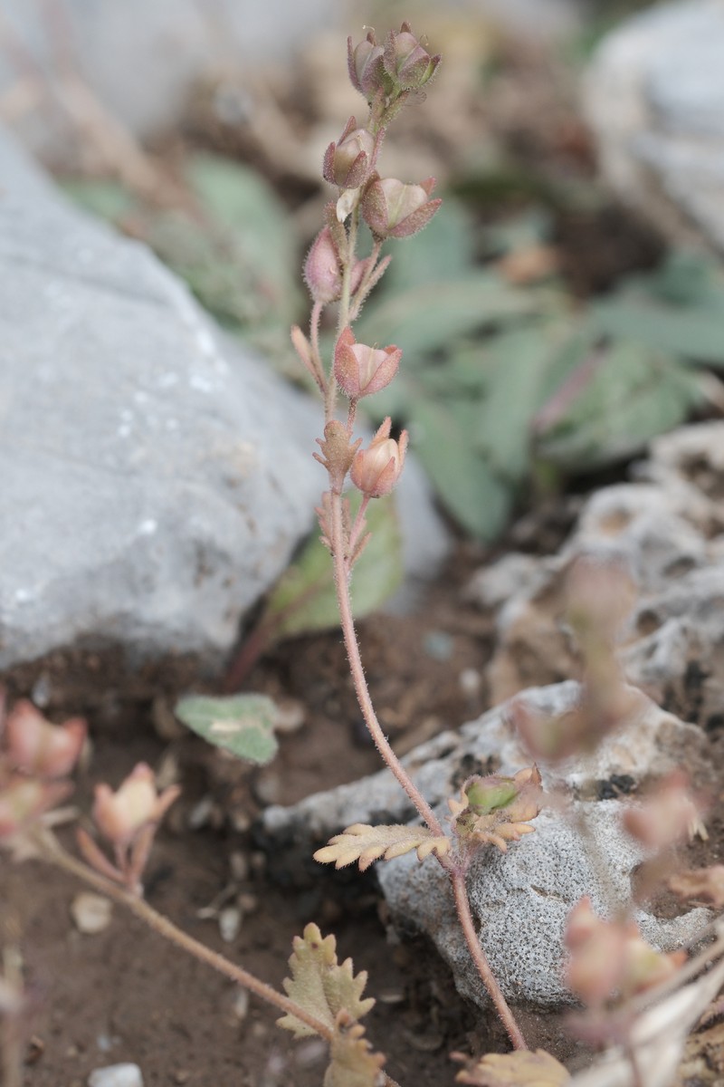 Veronica glauca subsp. kavusica photo 3