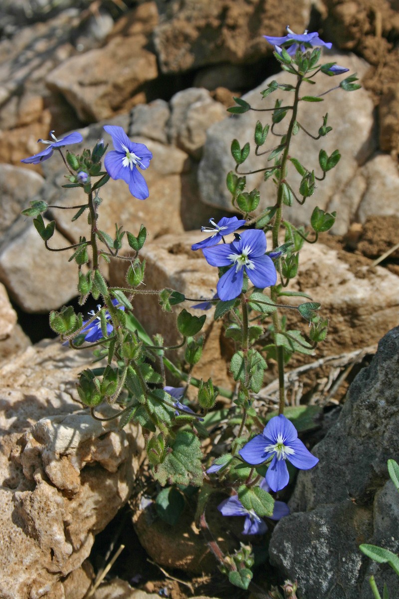 Veronica glauca subsp. peloponnesiaca