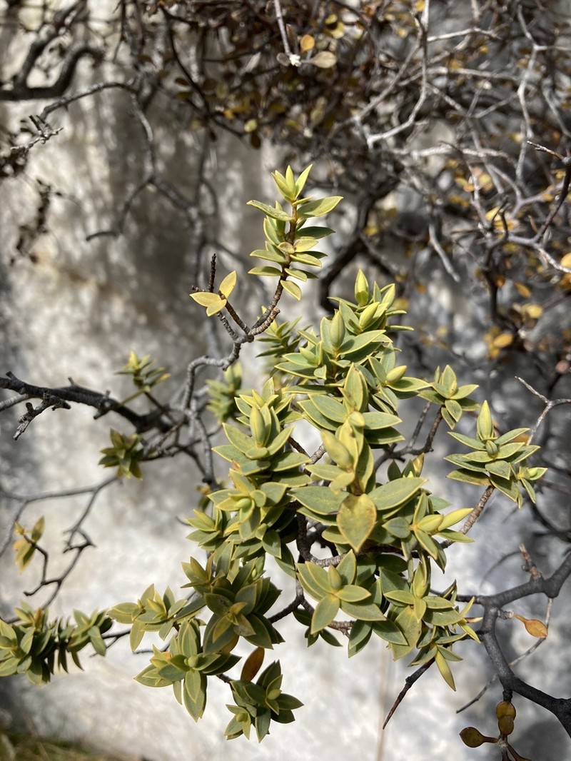Veronica glaucophylla