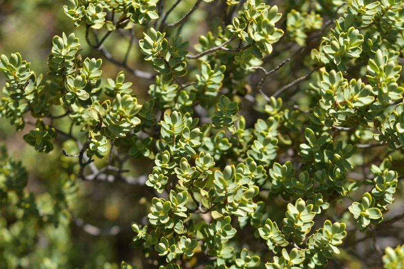 Veronica glaucophylla photo 2