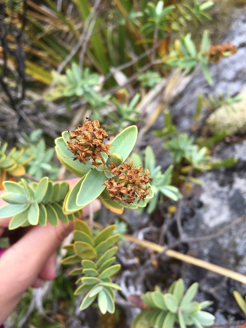 Veronica glaucophylla photo 3