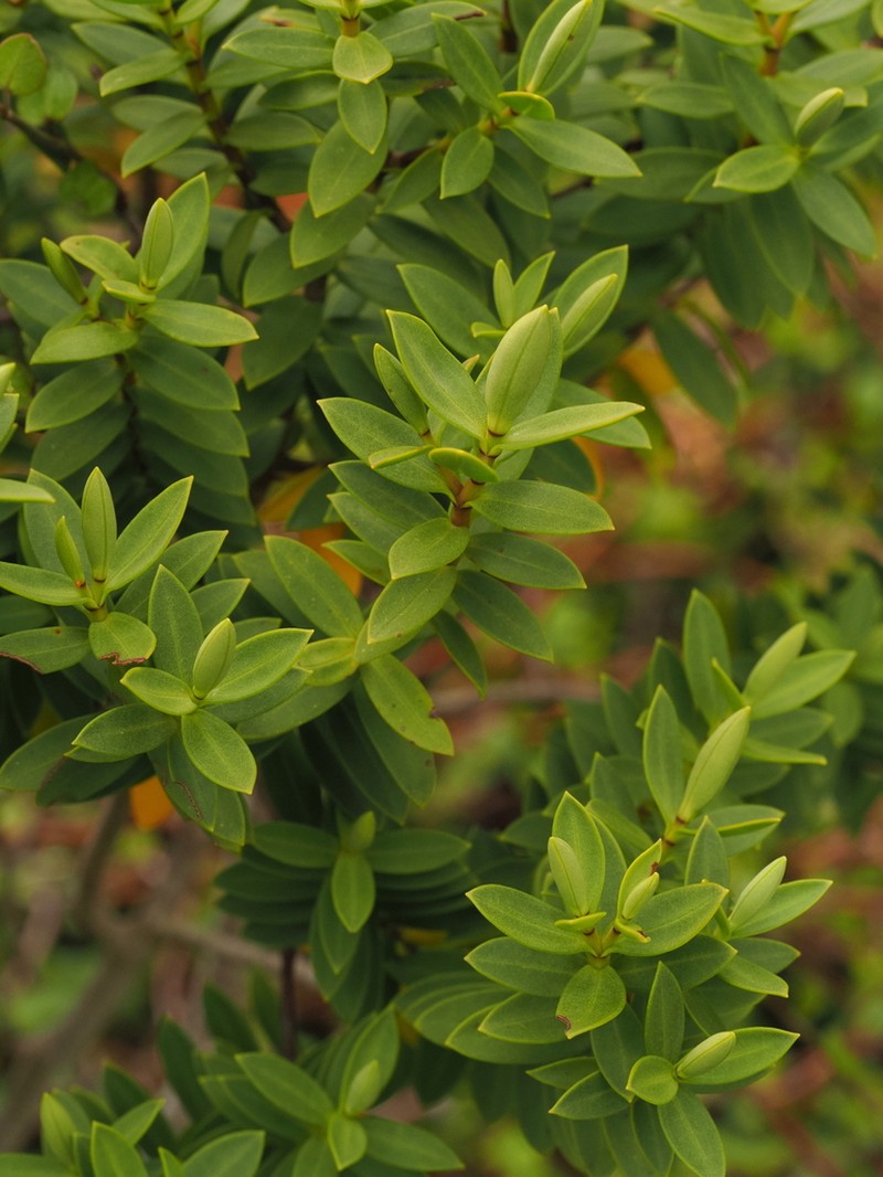 Veronica glaucophylla photo 4