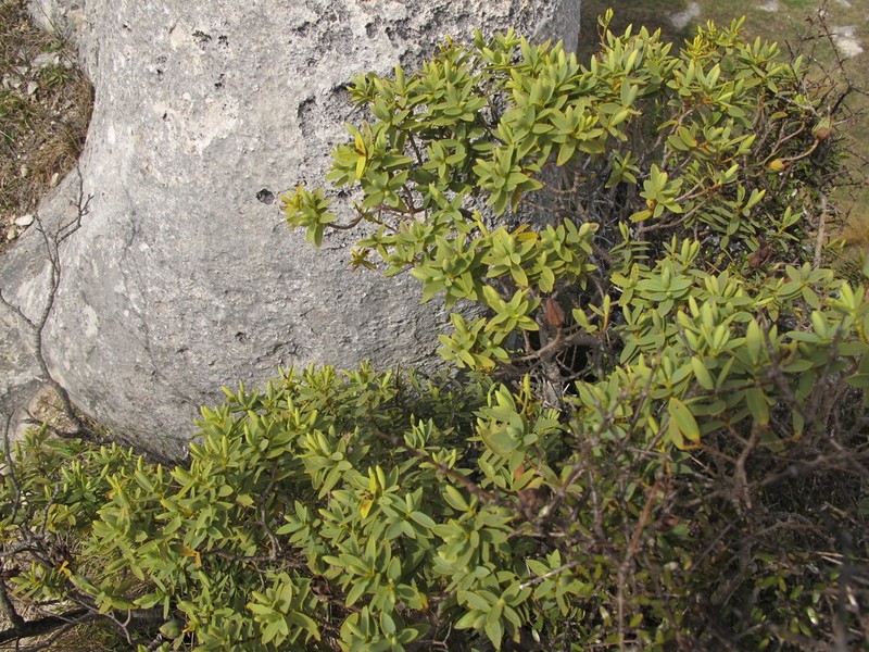 Veronica glaucophylla photo 6