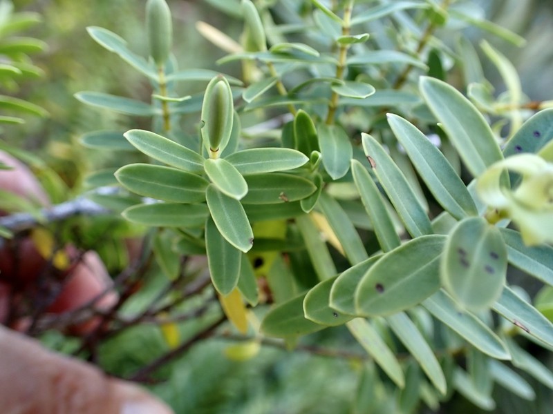 Veronica glaucophylla photo 7