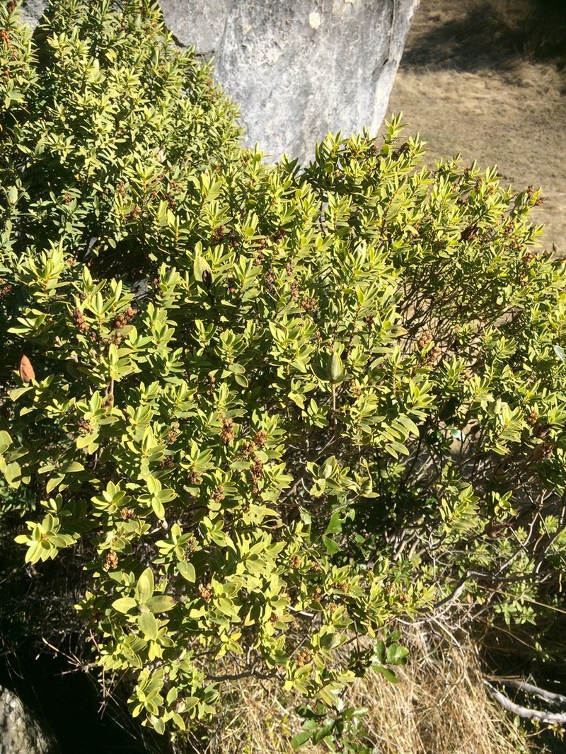 Veronica glaucophylla photo 8