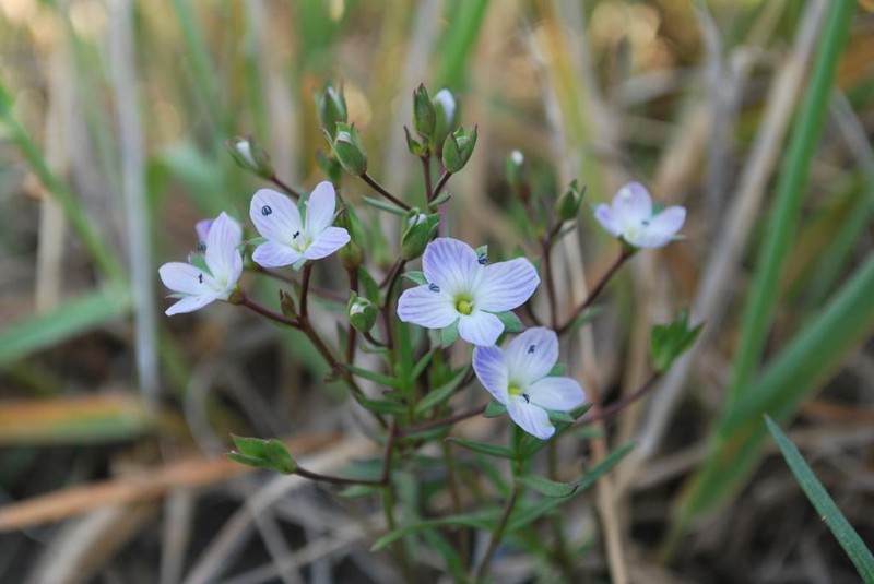 Veronica gracilis