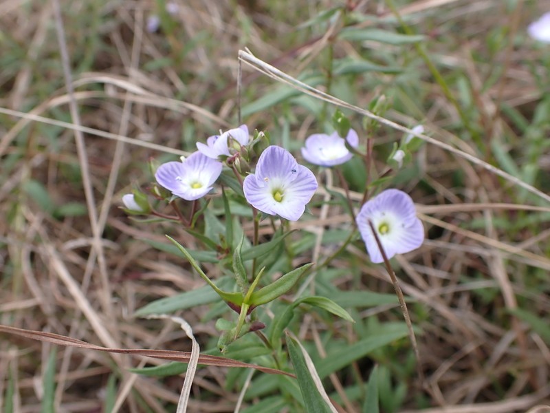 Veronica gracilis photo 2