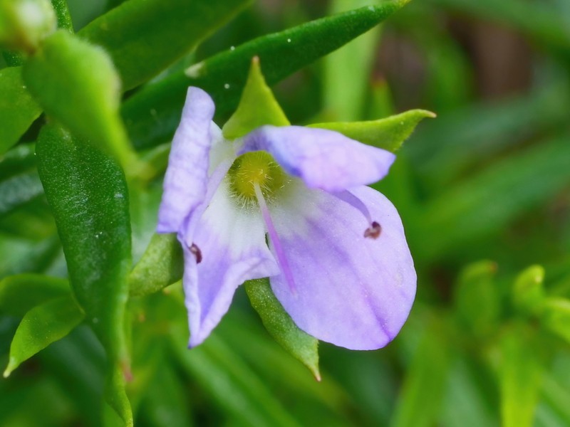 Veronica gracilis photo 3
