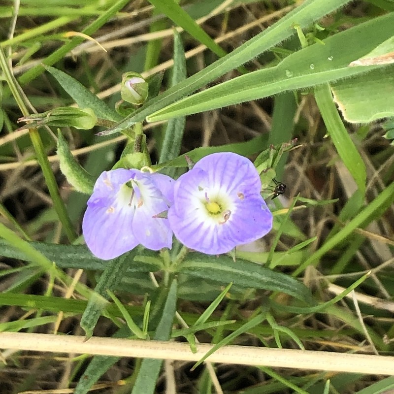 Veronica gracilis photo 4