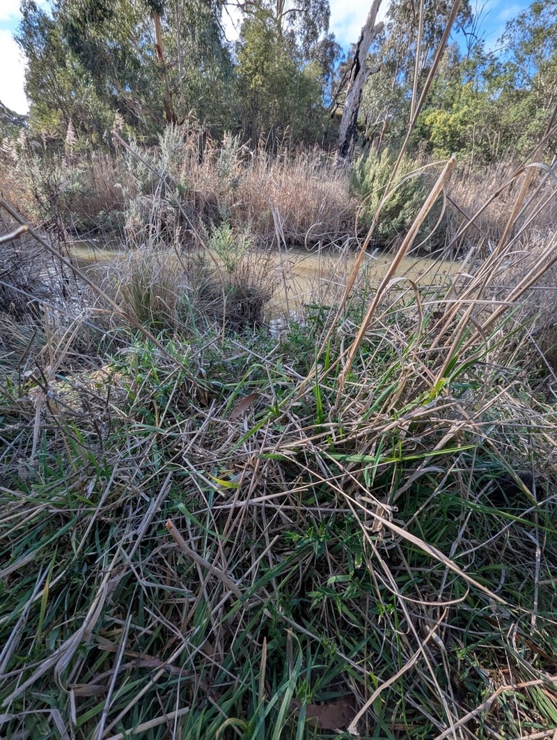 Veronica gracilis photo 5