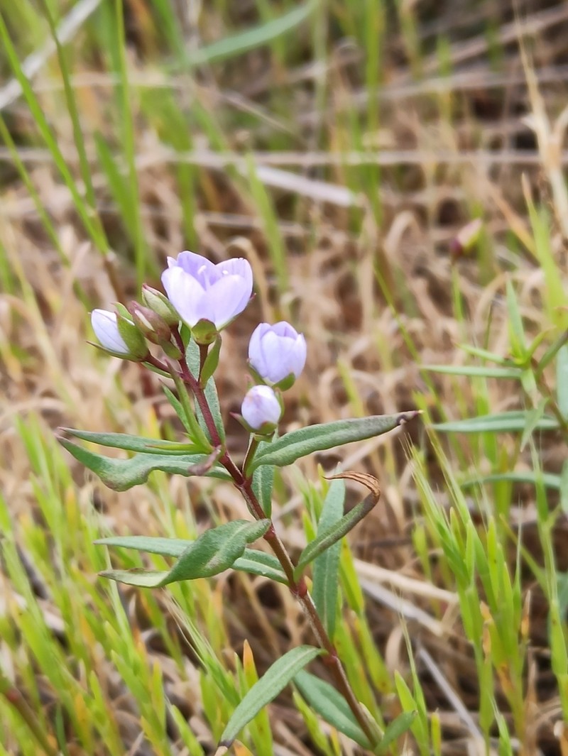 Veronica gracilis photo 6
