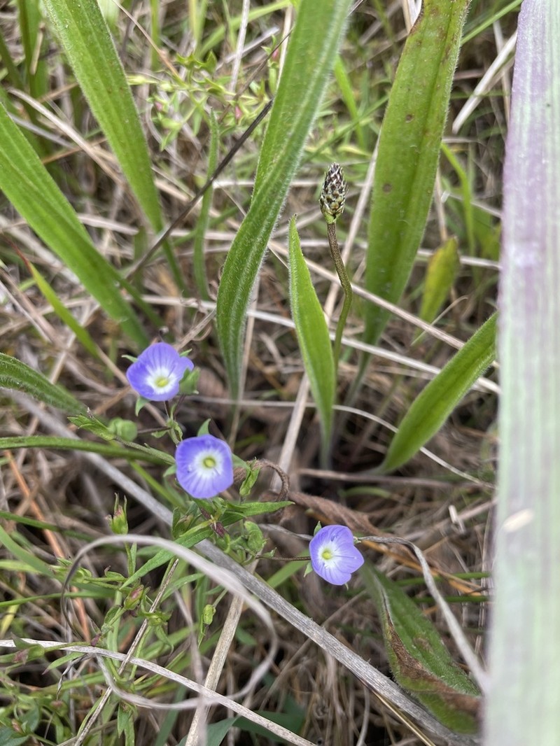 Veronica gracilis photo 7