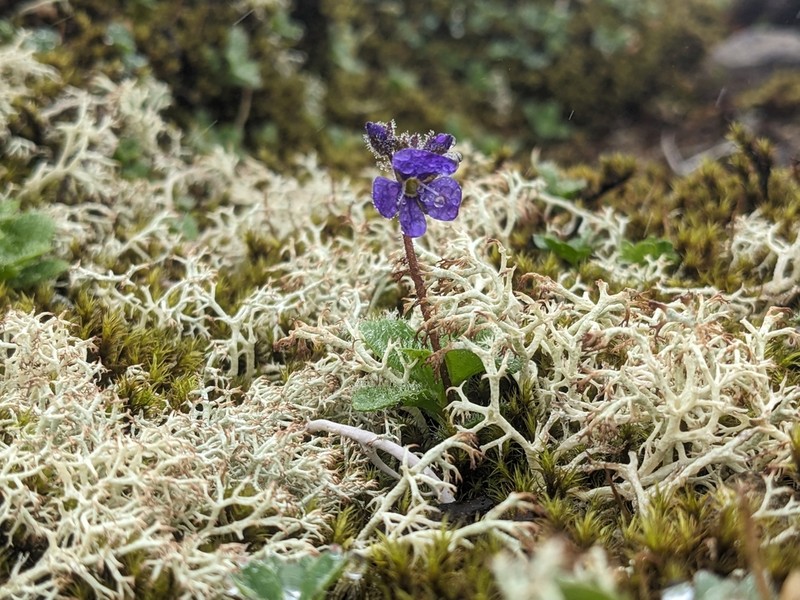 Largeflower Speedwell