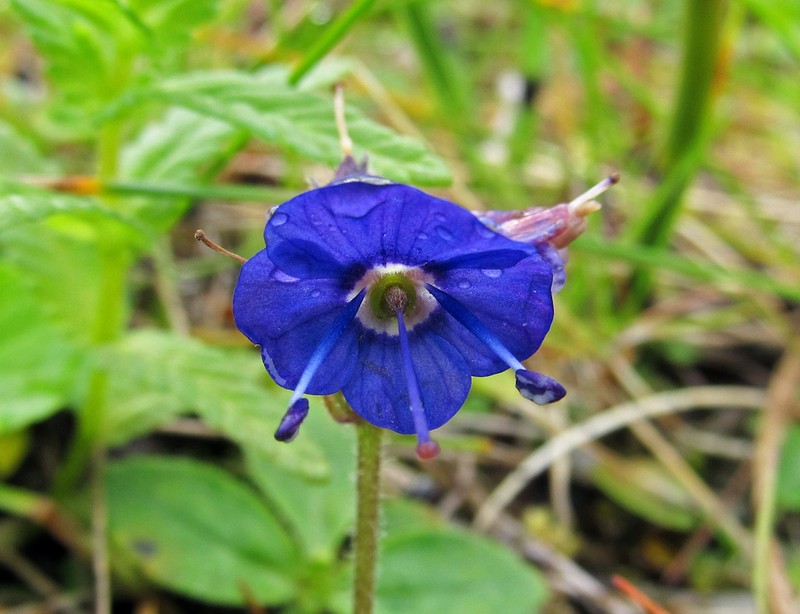Largeflower Speedwell photo 2
