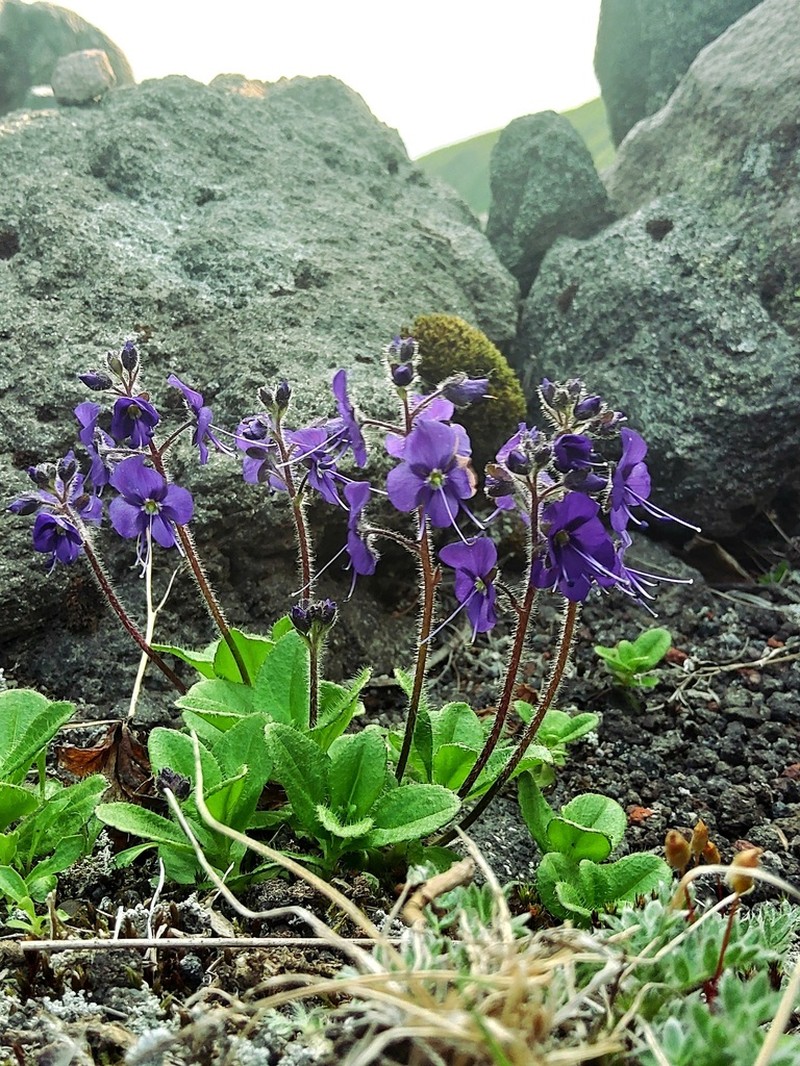 Largeflower Speedwell photo 3