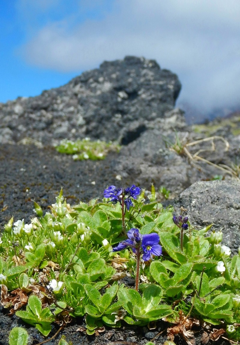 Largeflower Speedwell photo 4