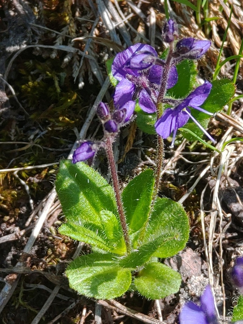 Largeflower Speedwell photo 5