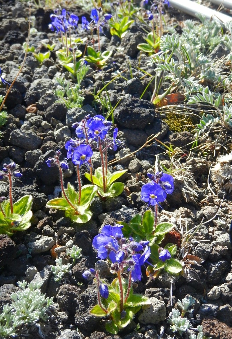 Largeflower Speedwell photo 6