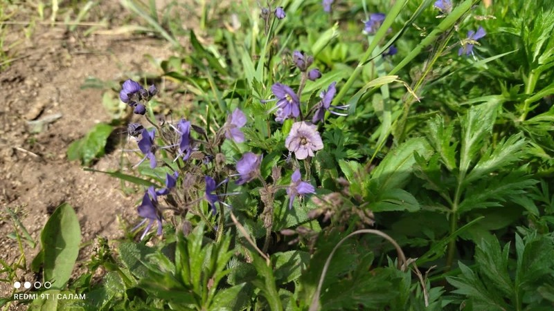 Largeflower Speedwell photo 7