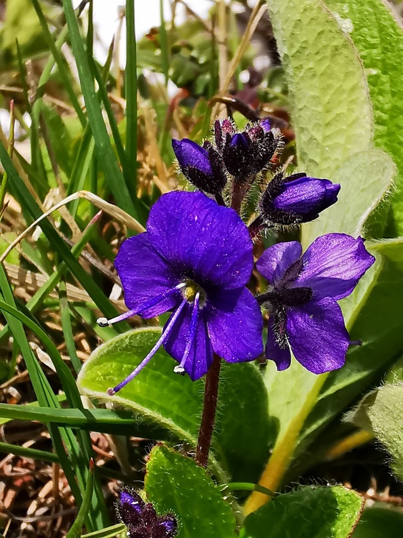 Largeflower Speedwell photo 8