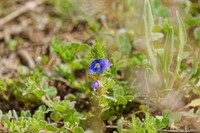 Veronica grisebachii