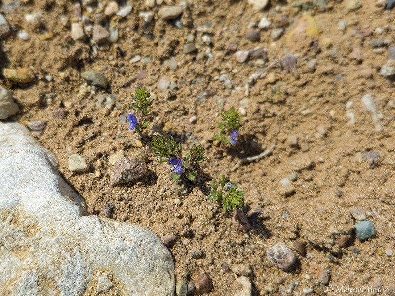 Veronica grisebachii photo 2