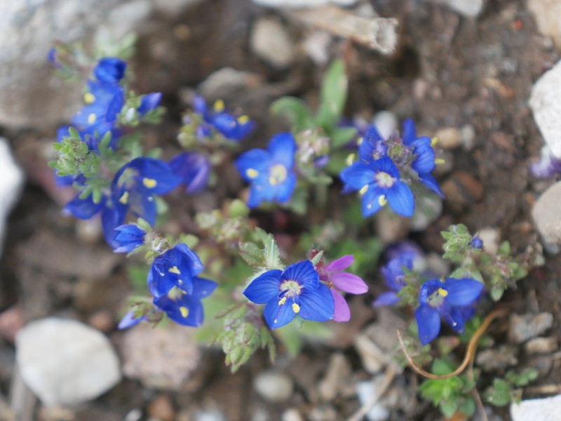 Veronica grisebachii photo 3