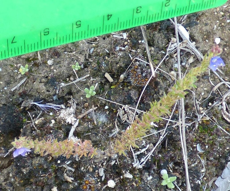 Veronica grisebachii photo 4