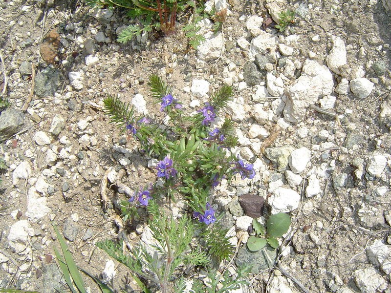 Veronica grisebachii photo 5