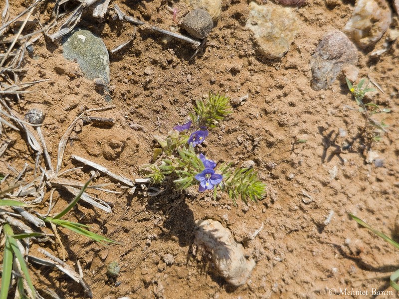 Veronica grisebachii photo 6