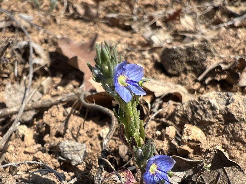 Veronica grisebachii photo 7