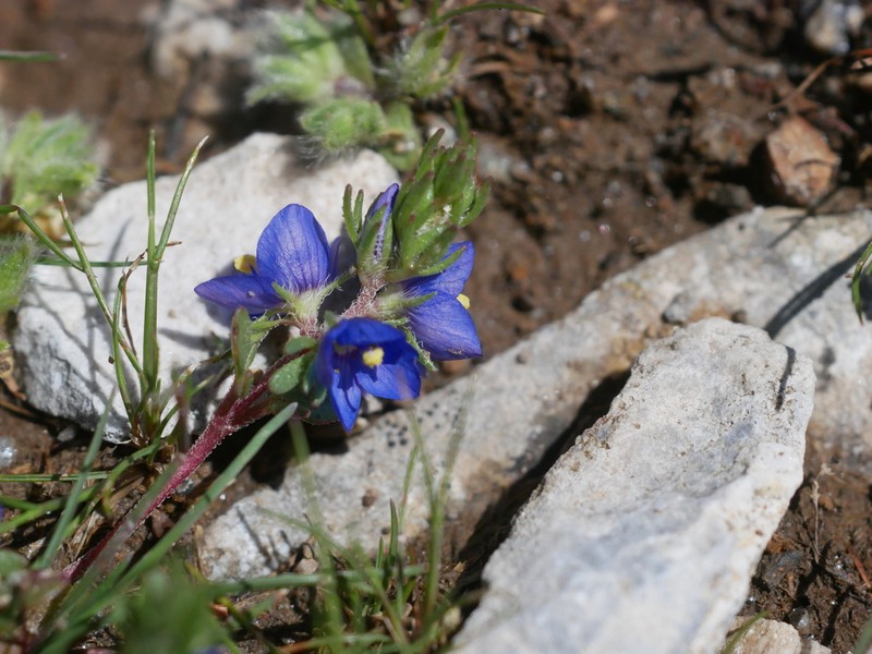 Veronica grisebachii photo 8