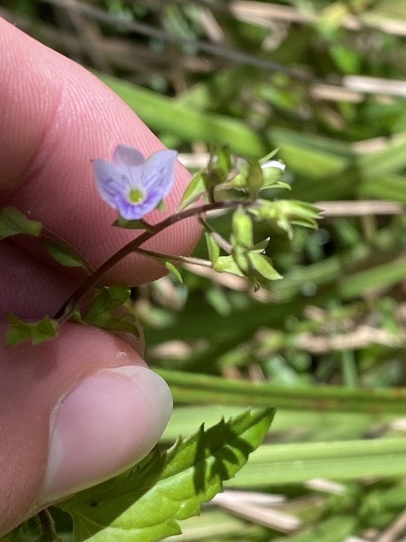 Veronica grosseserrata