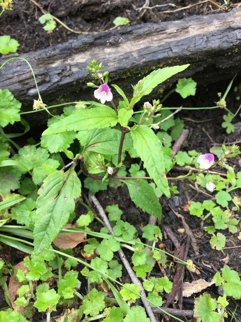 Veronica grosseserrata photo 2