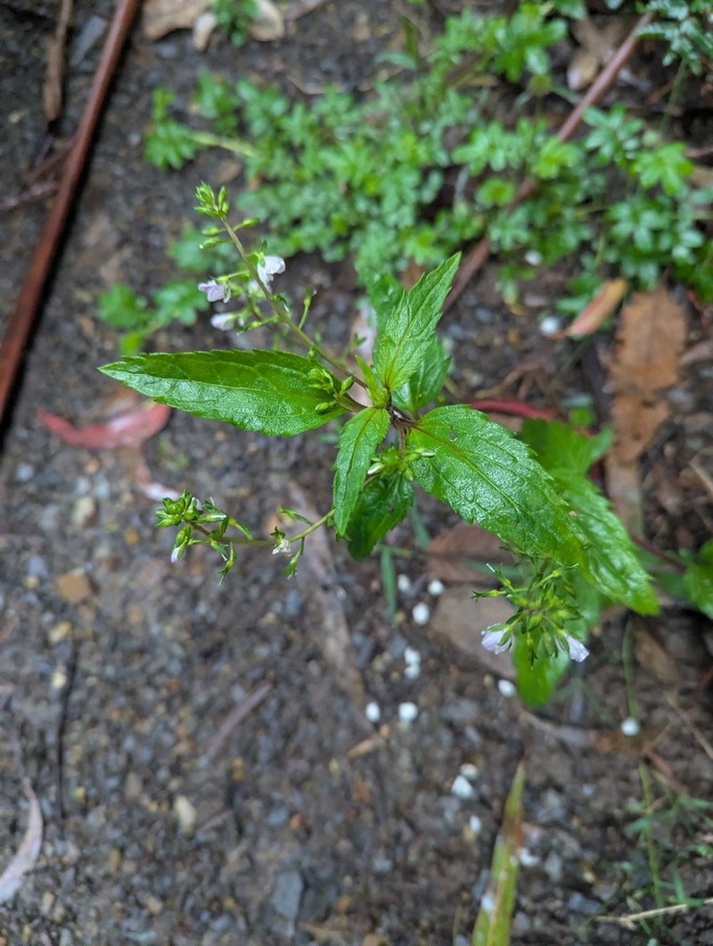 Veronica grosseserrata photo 3