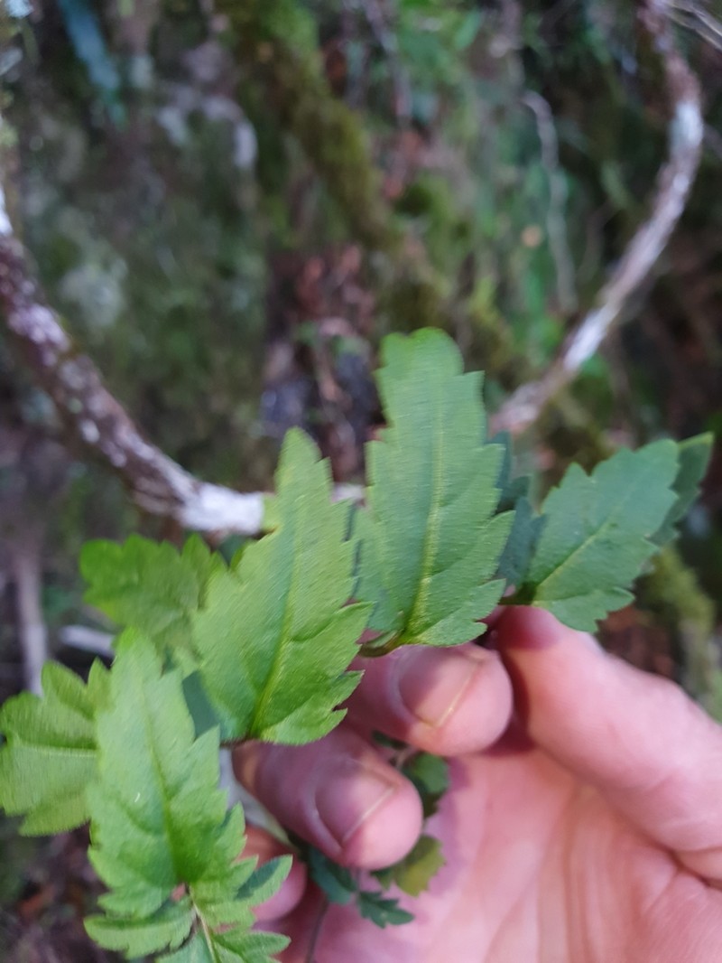 Veronica grosseserrata photo 4