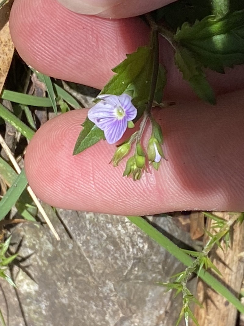 Veronica grosseserrata photo 5