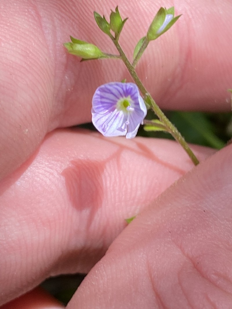 Veronica grosseserrata photo 6